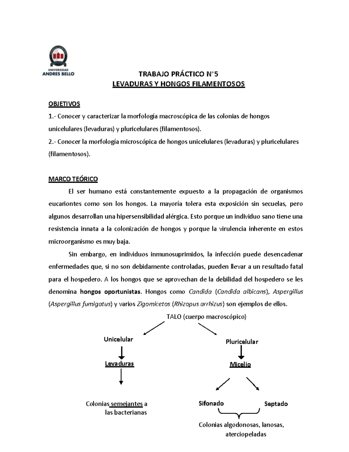 Guía N°5 Hongos Informe Trabajo PrÁctico N° Levaduras Y Hongos Filamentosos Objetivos 1 6491