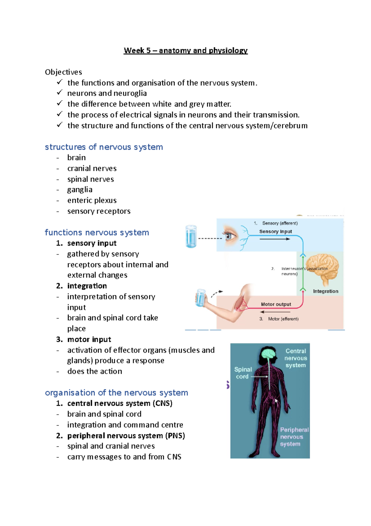 Week 5- Anatomy And Physiology - Week 5 – Anatomy And Physiology ...