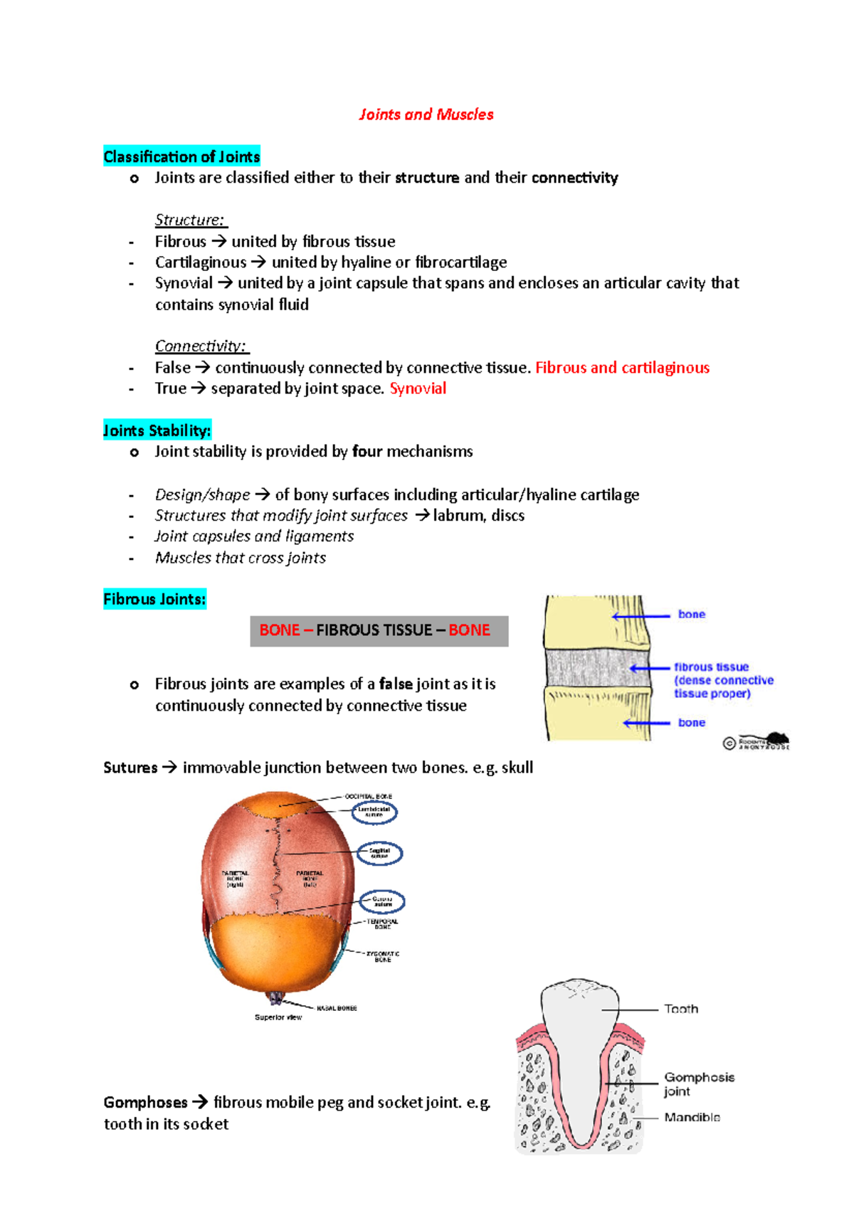 Joints And Muscles Notes - Joints And Muscles Classification Of Joints ...