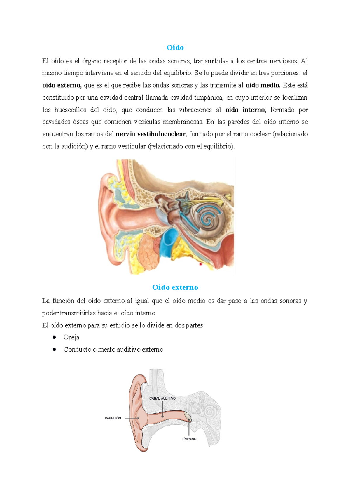 partes de la oreja