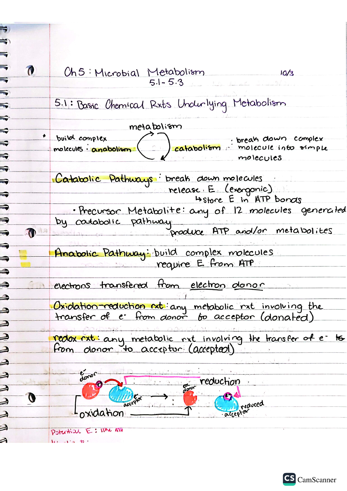 Microbiology Chapter 5 - BIOL 2144 - Studocu