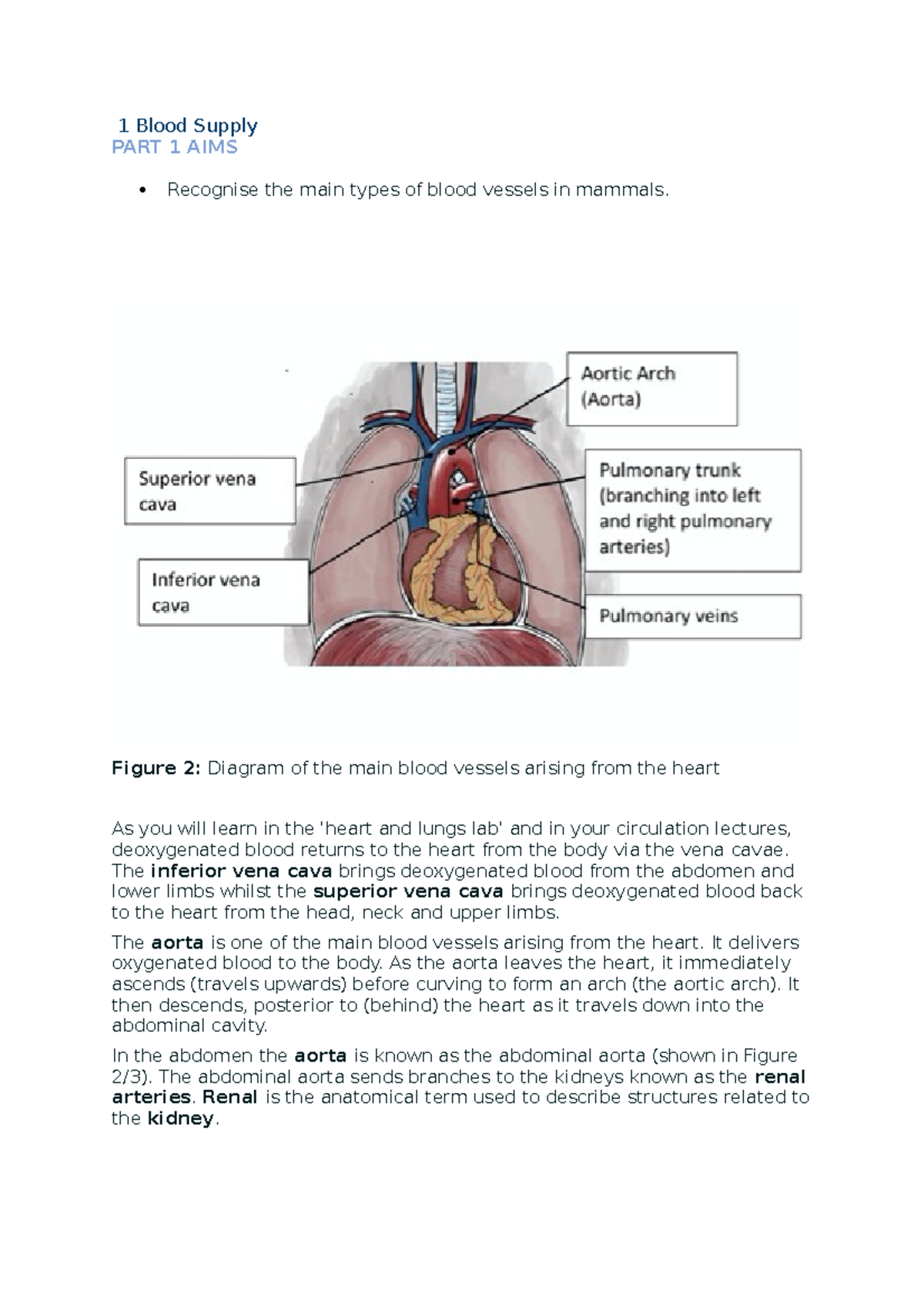 Male Rat Dissection - 1 Blood Supply PART 1 AIMS Recognise the main ...