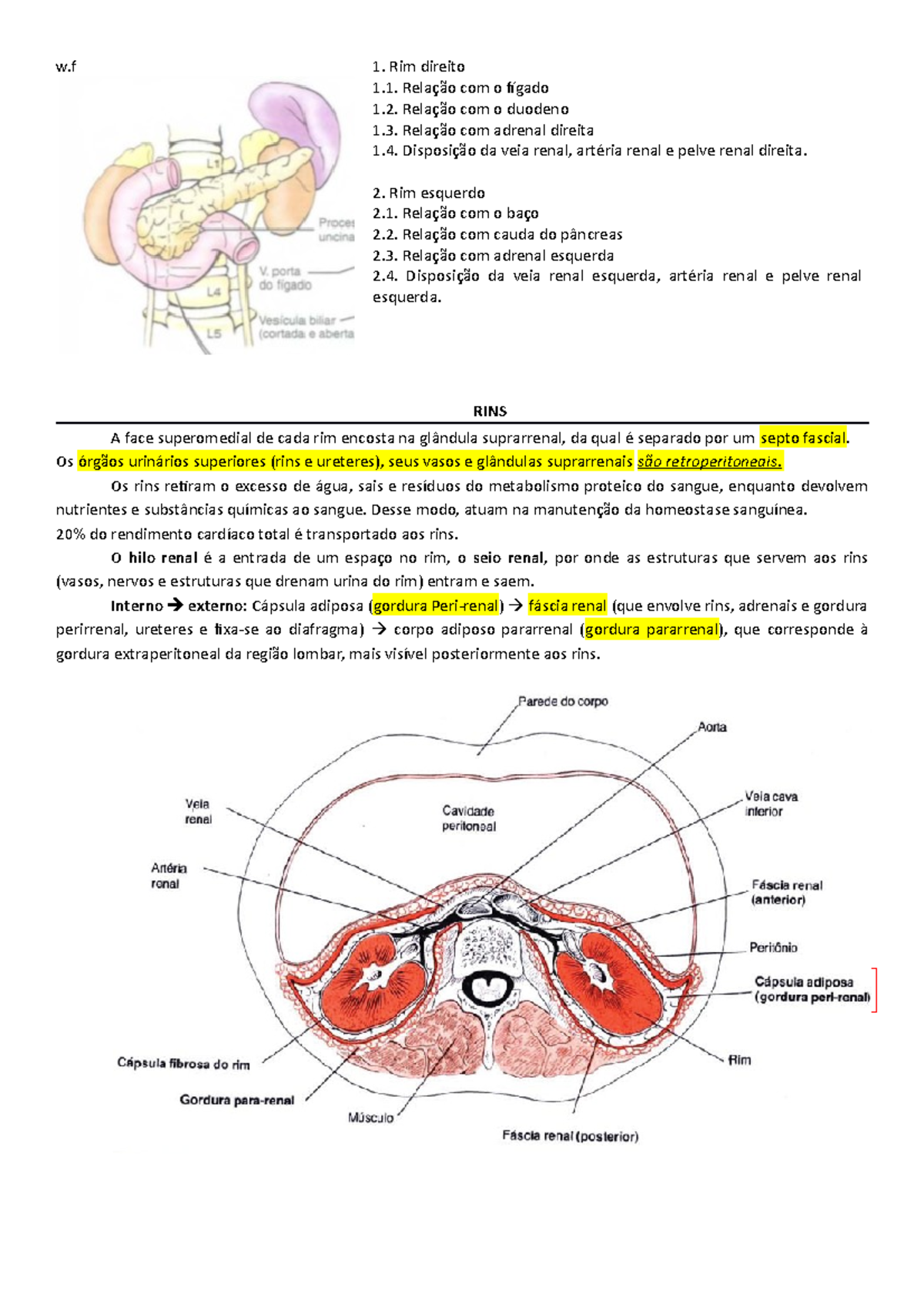 Rins - anatomia cirurgica e por imagens - w 1. Rim direito 1. com o 1 ...