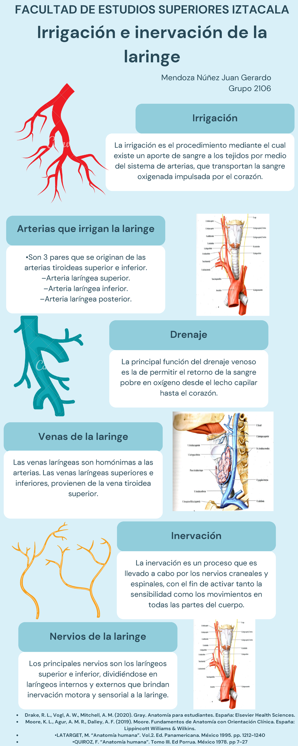 Infografía irrigación e inervación de la laringe - Irrigación Venas de ...