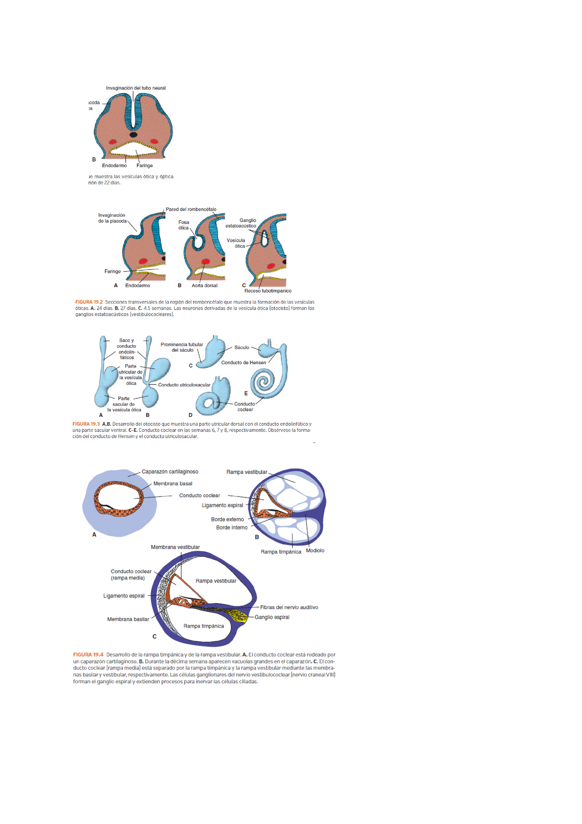 Doc13 - Dibujos de embriología capítulos 19 20 y 21 - Embriologia 1 -  Studocu