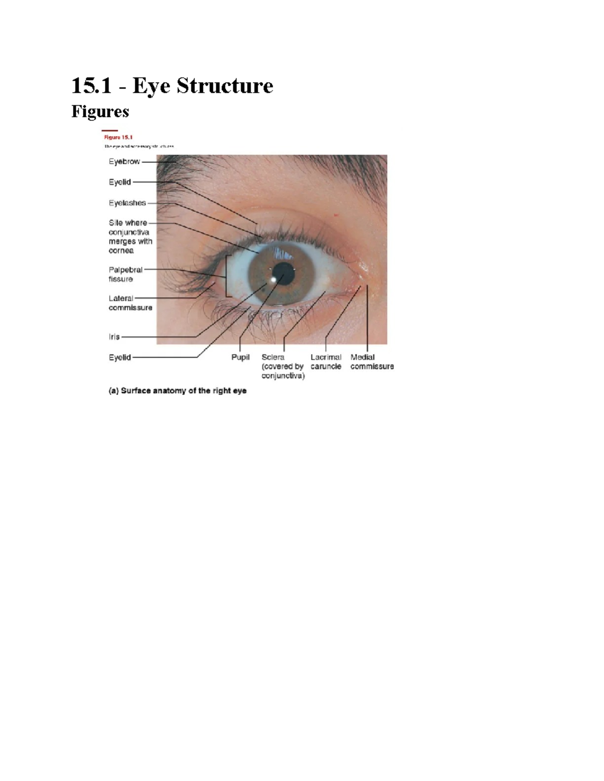 [ notes ] 15.1 - The eye has three layers, a lens, and humors, and is ...