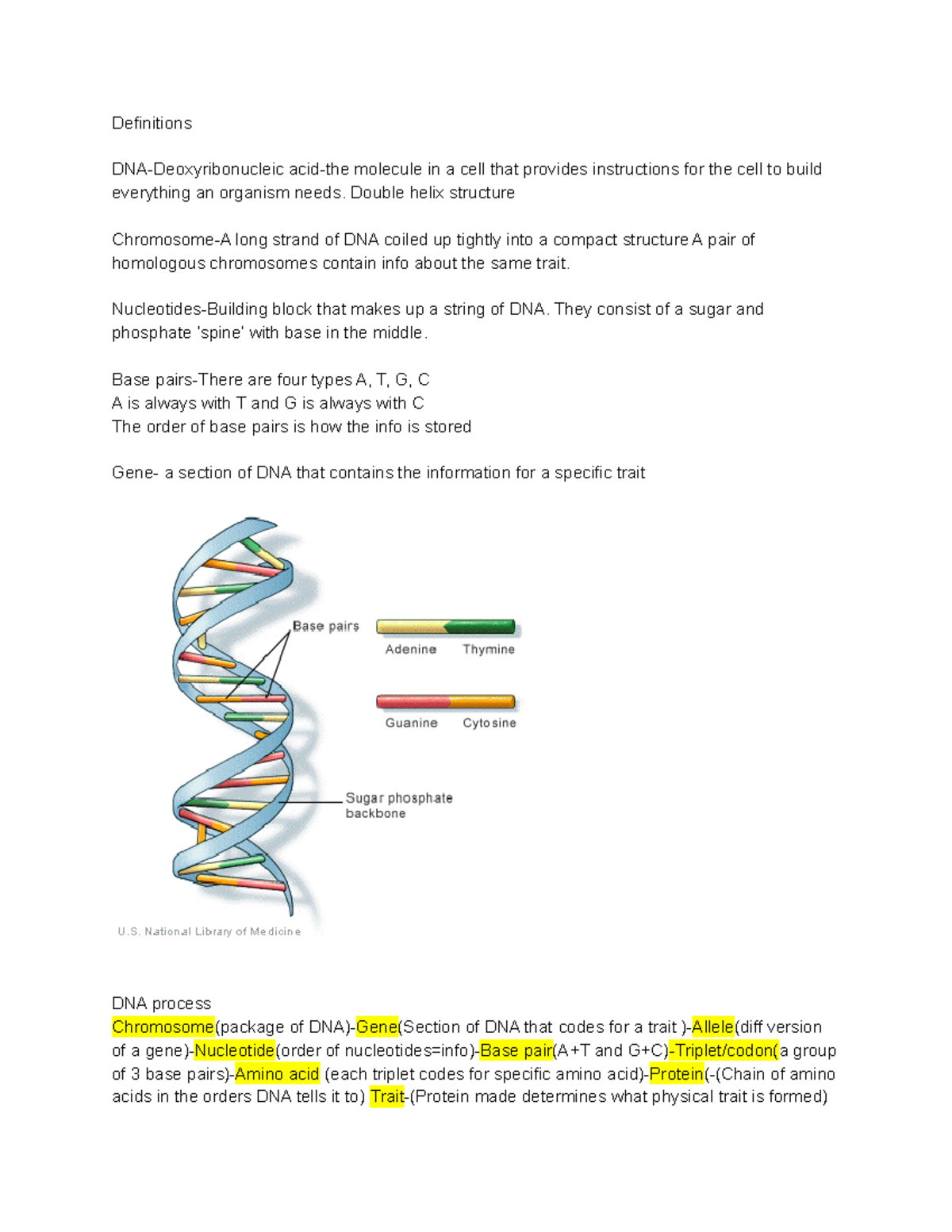 Genetics external Revision Sheet Definitions Molecule In A Cell That 