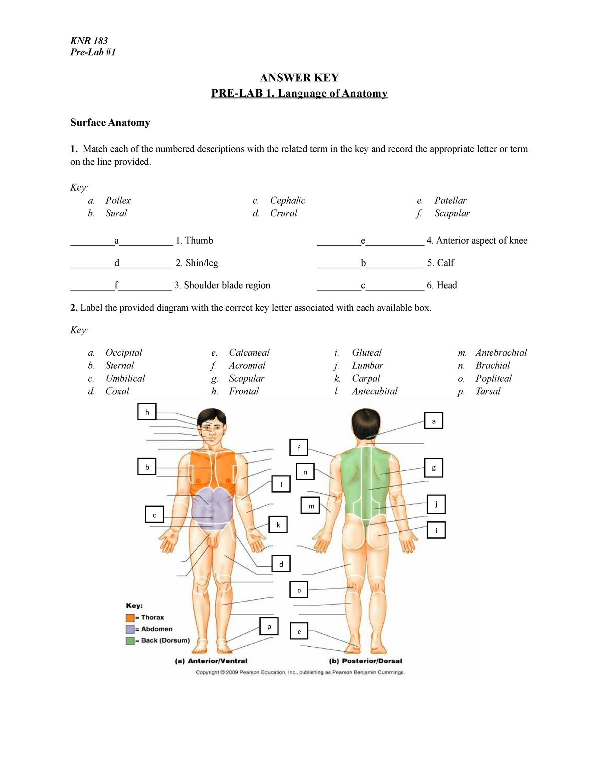 1 Language Of Anatomy Answer Key 2 Pre Lab Answer Key Pre Lab 1
