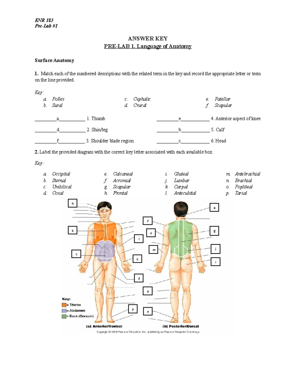 1 Language Of Anatomy Answer Key 2 Pre Lab ANSWER KEY PRE LAB 1 