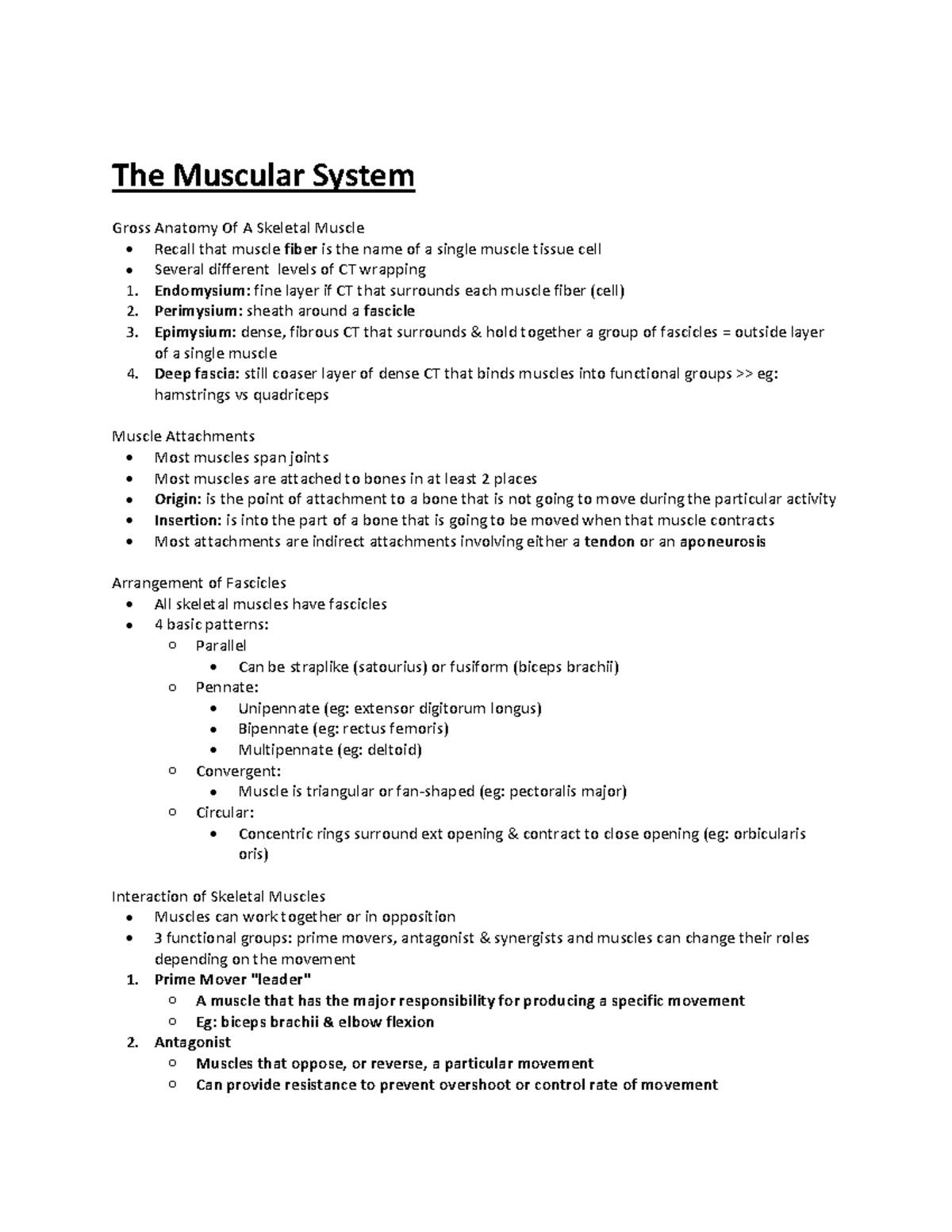 The Muscular System - The Muscular System Gross Anatomy Of A Skeletal ...