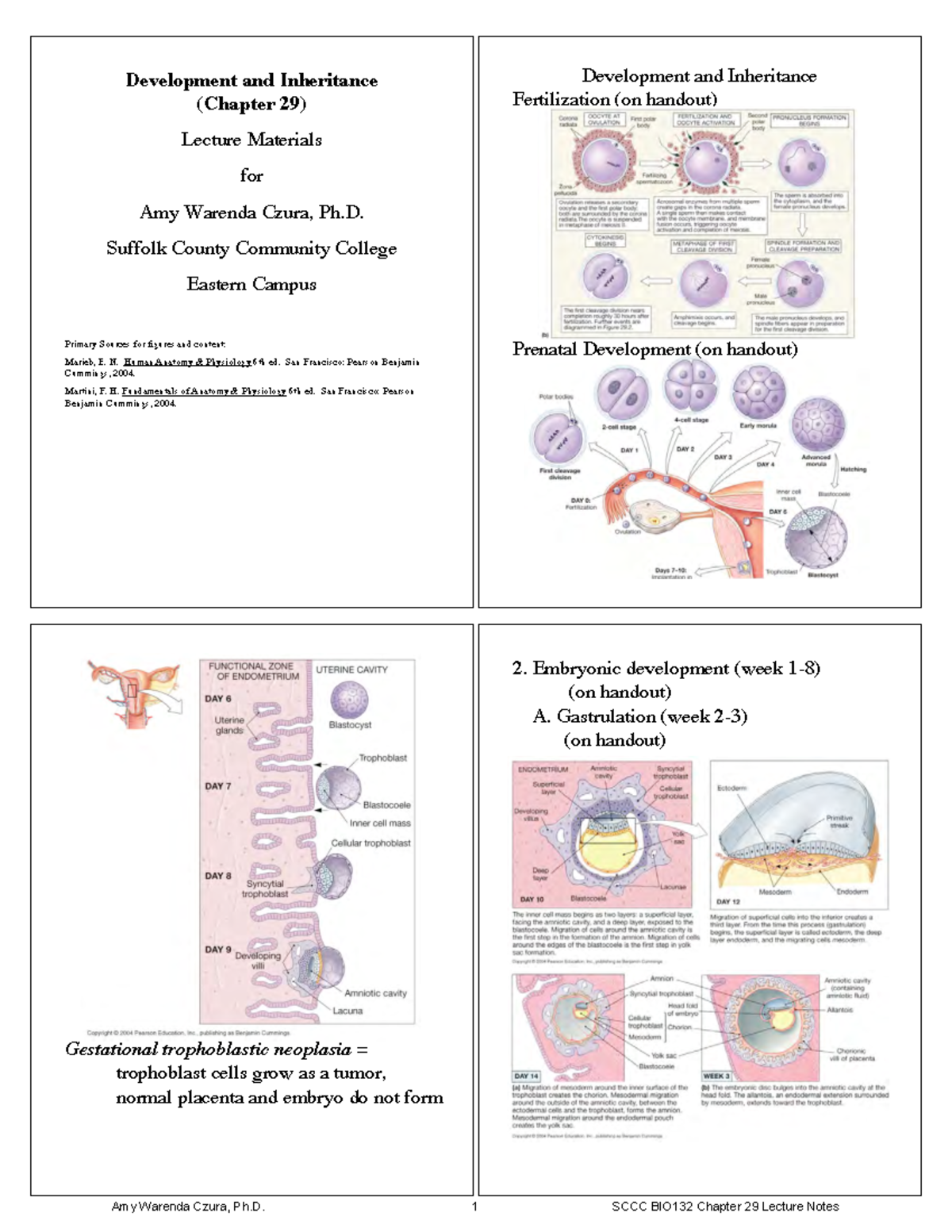 BIO132Chapter 29Notes - Development and Inheritance (Chapter 29 ...