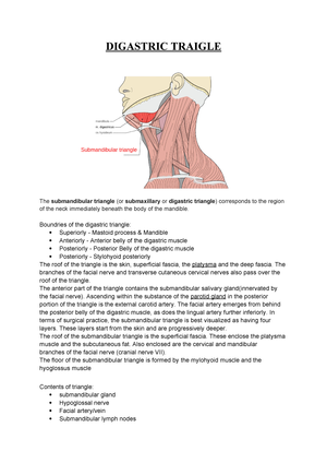 Neck Triangles Lecture 3 Anatomy Block 2 Flashcards Memorang