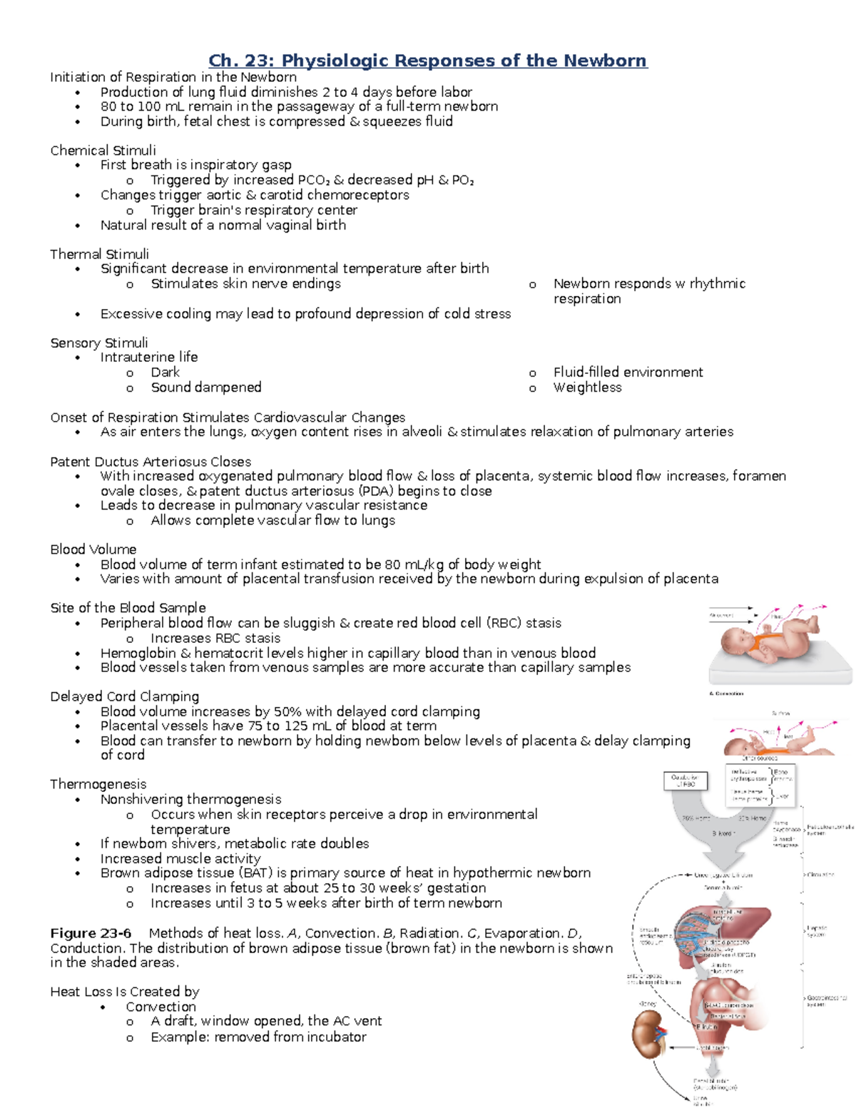 Exam 4 Notes - N/A - Ch. 23: Physiologic Responses of the Newborn ...