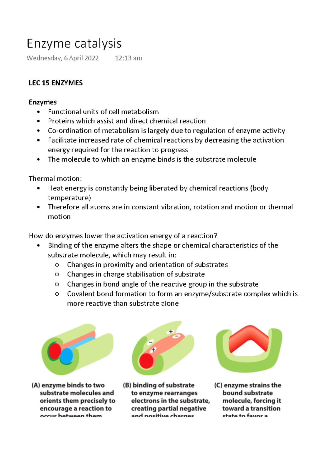 Enzyme Catalysis - Lecture Note - LEC 15 ENZYMES Enzymes - Functional ...