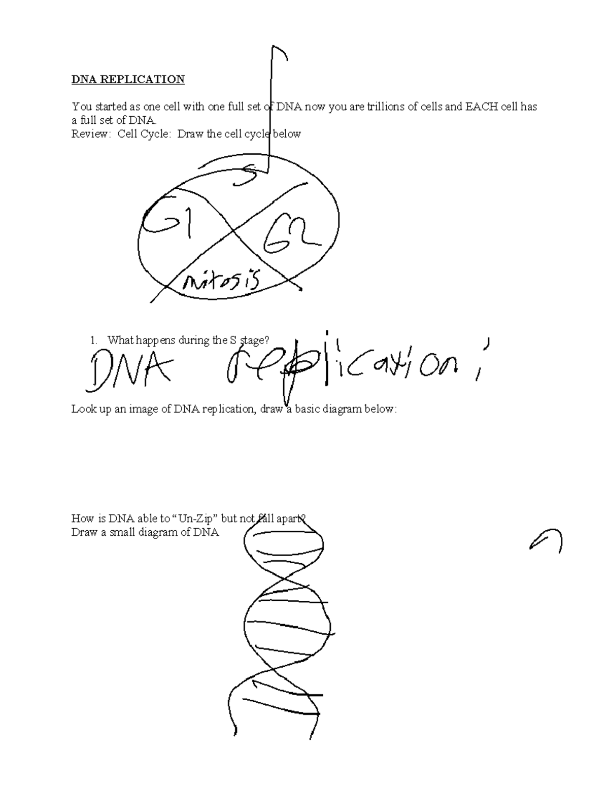 DNA+Replication+ - DNA REPLICATION You started as one cell with one ...