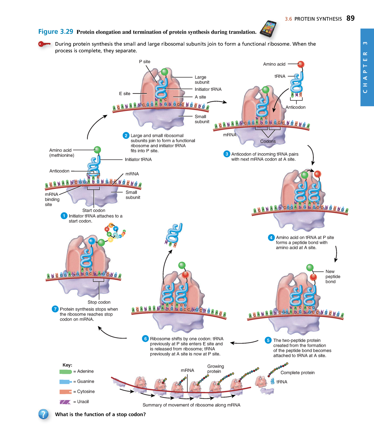 Anatomyand Physiology-41 - 3 PROTEIN SYNTHESIS 89 C H A P T E R 3 ...