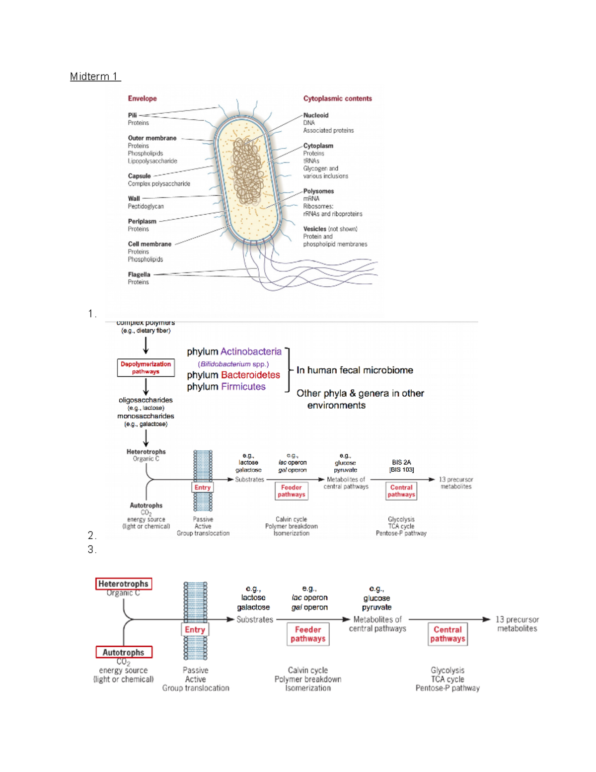 Mic 102 Midterm 1 Review Midterm 1 1. 2. 3. Oxidation form useful material take away h and