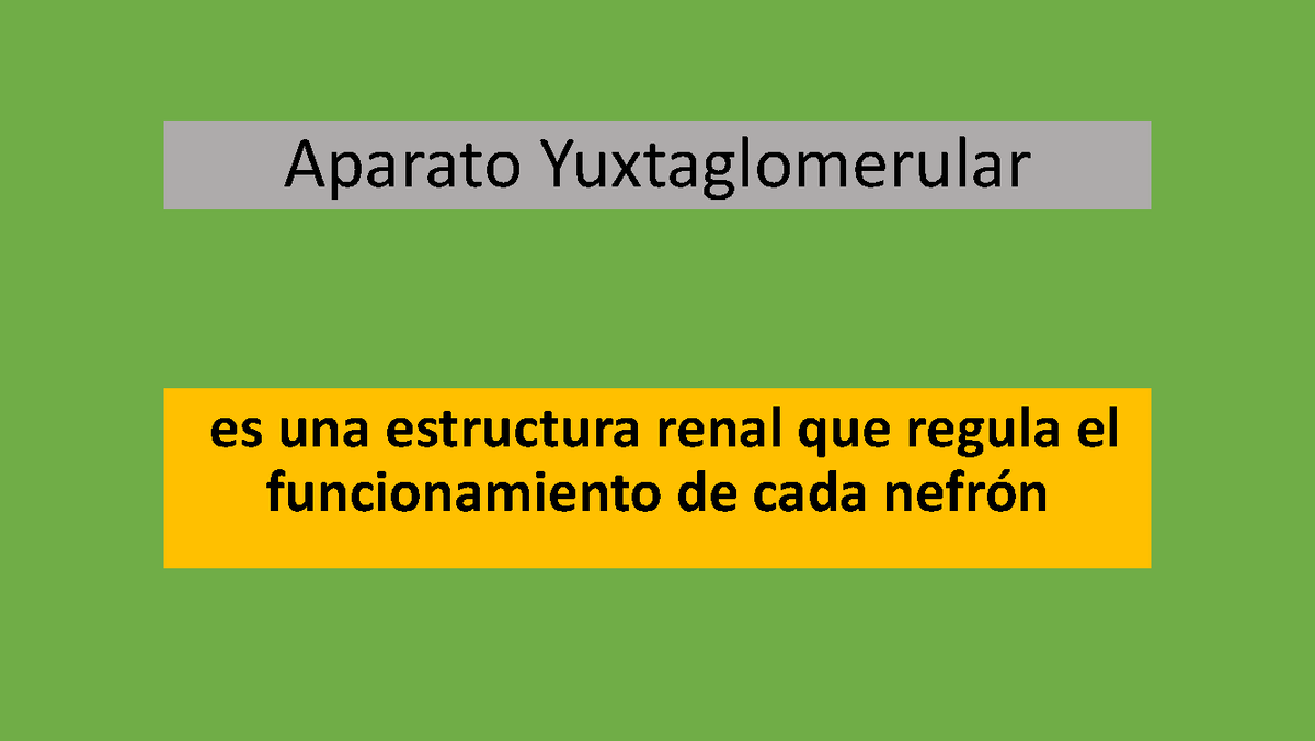 aparato yuxtaglomerular