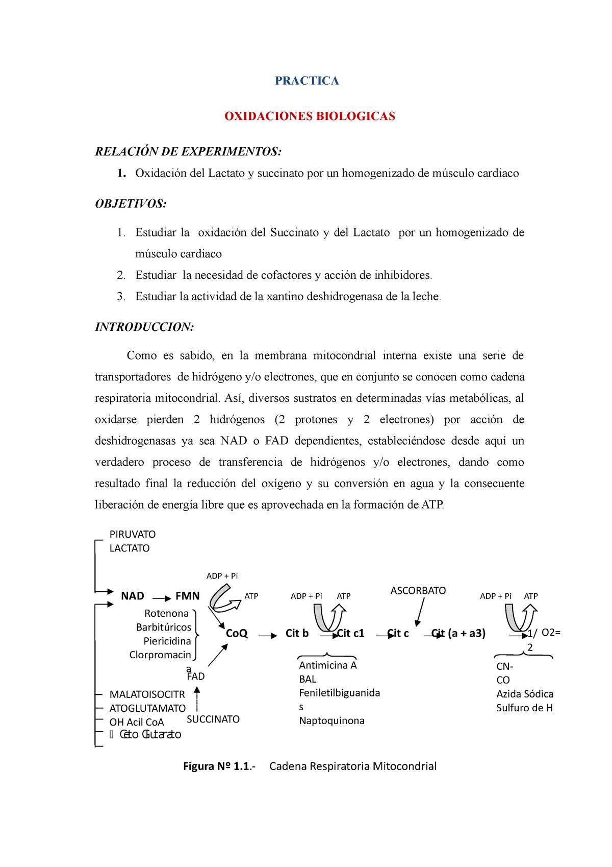 Oxidaciones Biologicas Practica Oxidaciones Biologicas RelaciÓn De Experimentos 1 Oxidación 8316