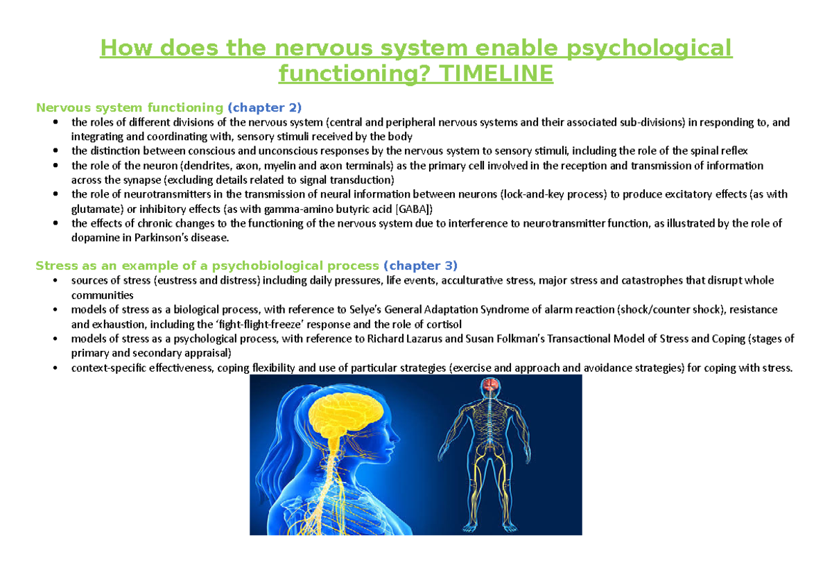 Unit 3 AOS 1 Topic Timeline - How does the nervous system enable ...