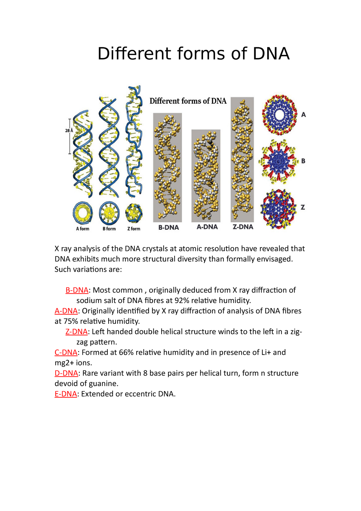 Different Forms Of DNA 19BOE10067 - Diferent Forms Of DNA X Ray ...