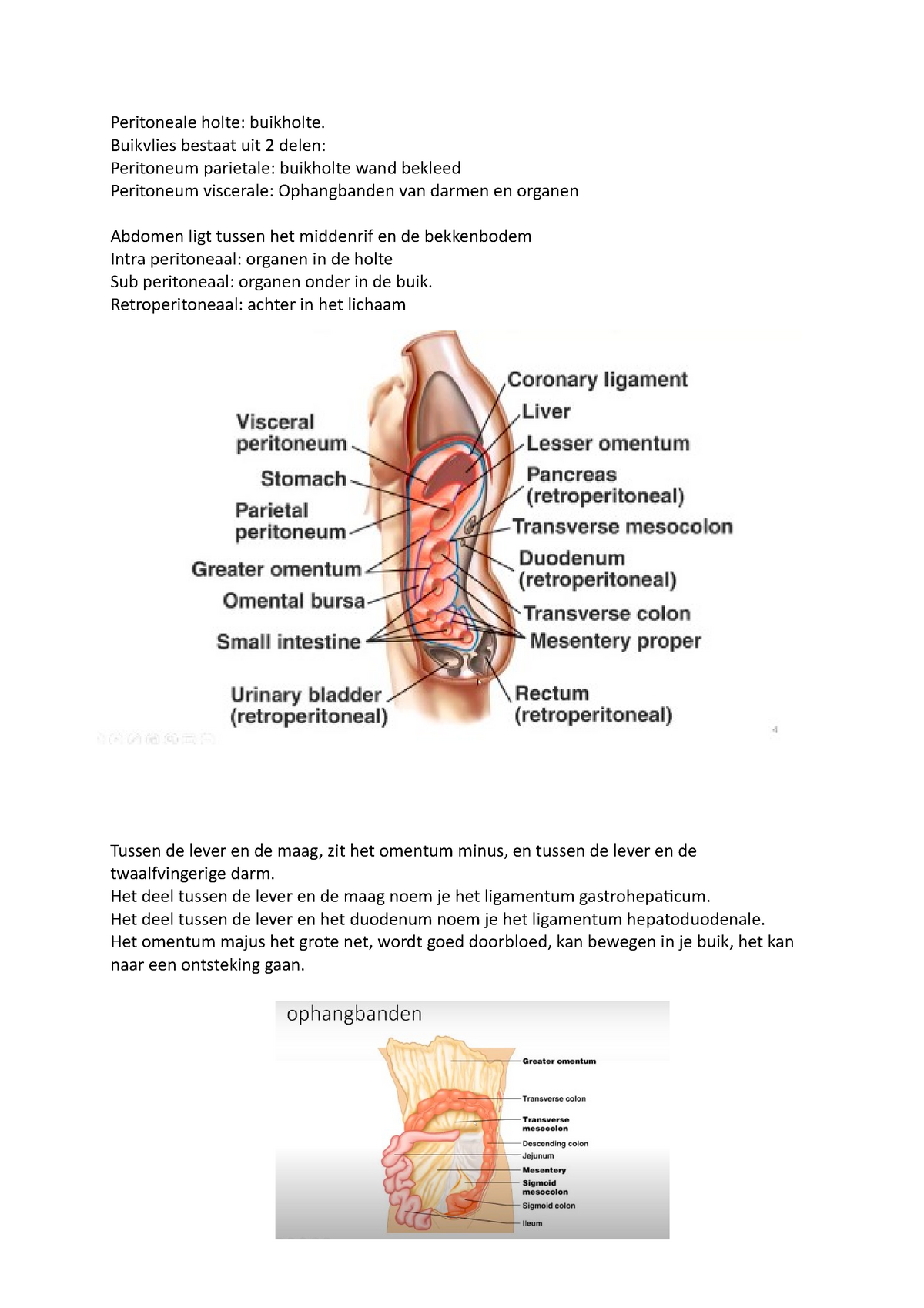 Anatomie Fysiologie Abdomen - Peritoneale Holte: Buikholte. Buikvlies  Bestaat Uit 2 Delen: - Studeersnel