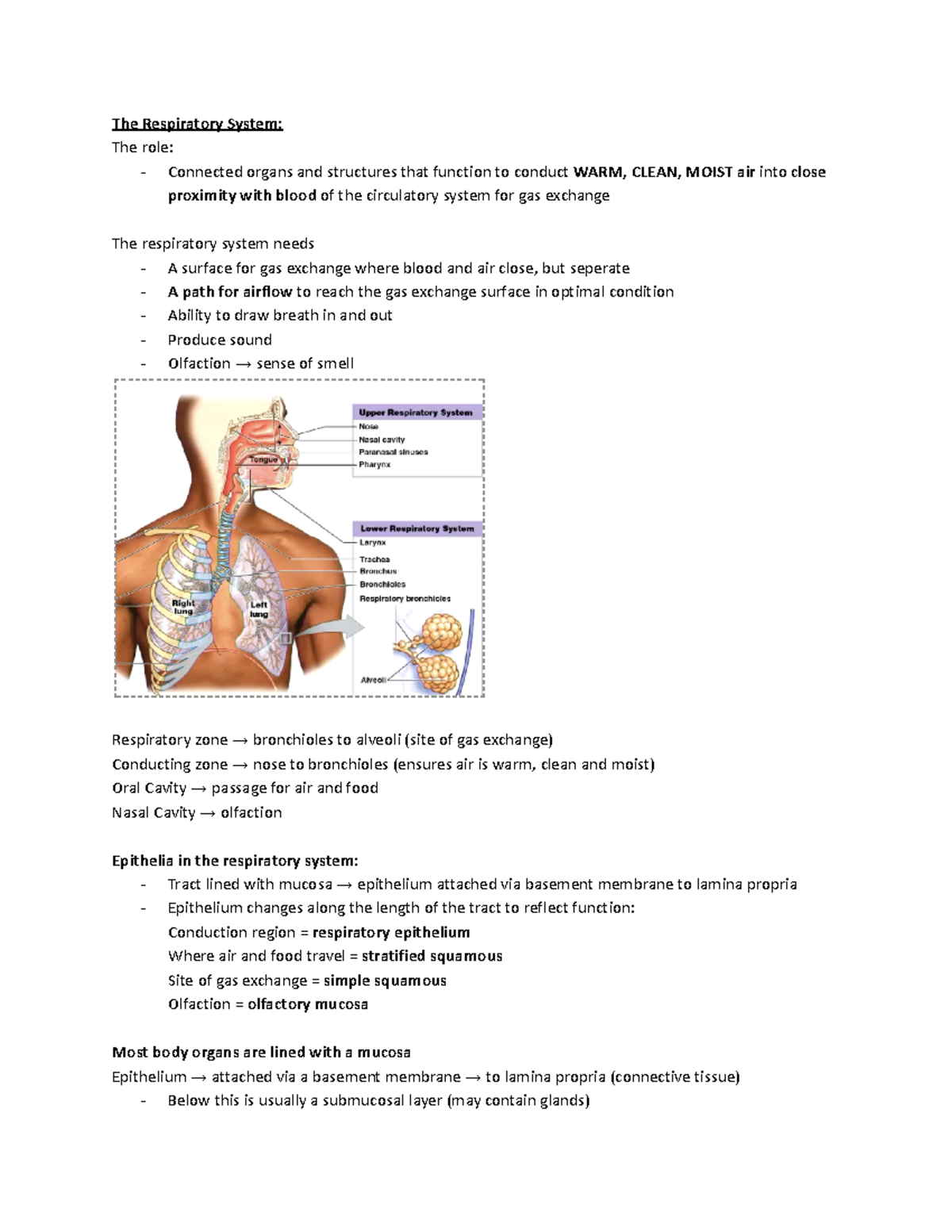 HUBS192 Respiratory - The Respiratory System: The role: - Connected ...