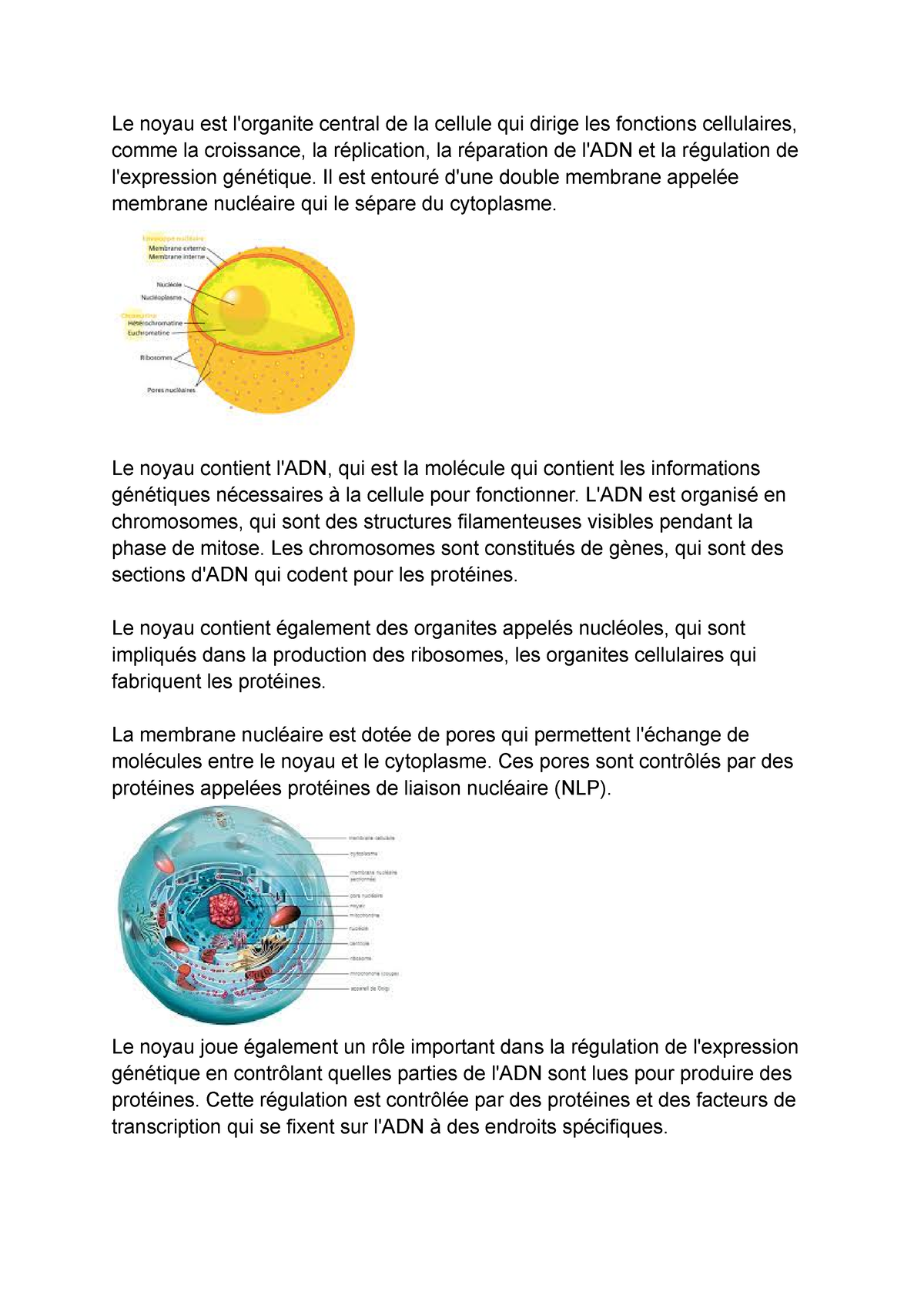 Noyau Cellule - Le Noyau Est L'organite Central De La Cellule Qui ...