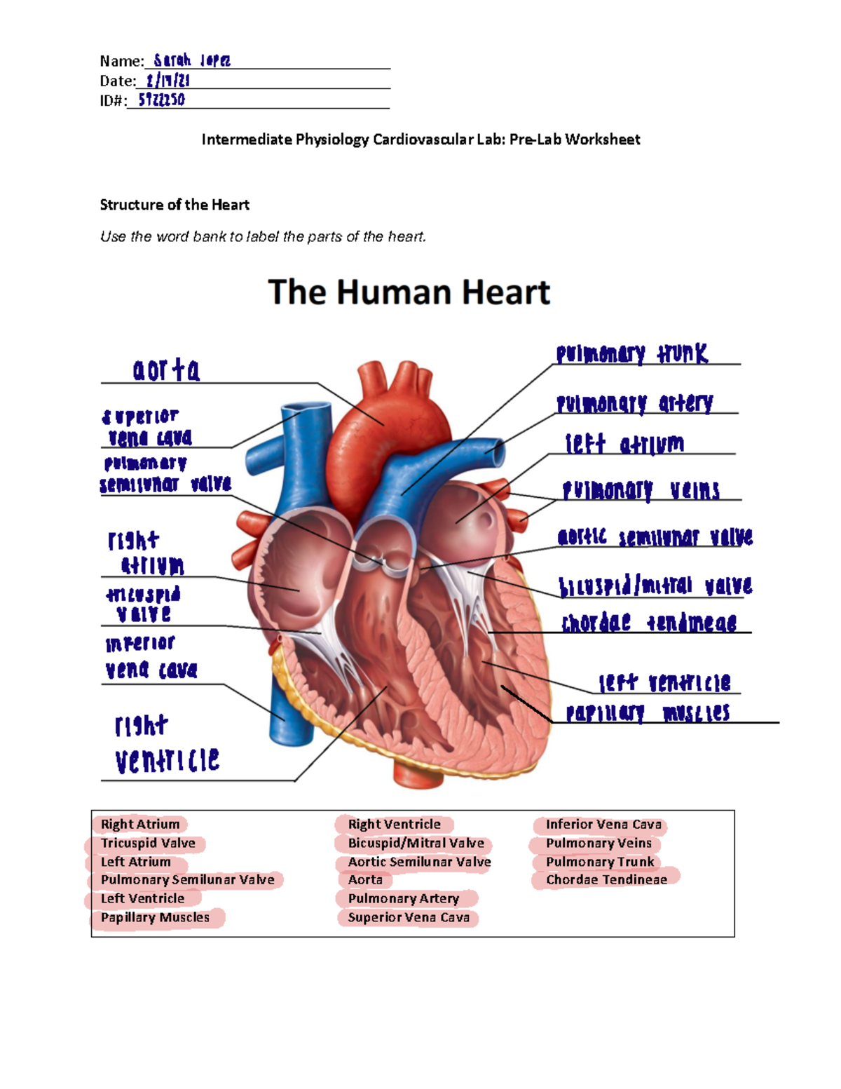 2021-Physiology-Cardiology Notes - Name ...