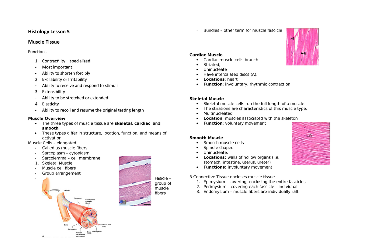 Histology Lesson Muscle Tissue Histology Lesson Muscle Tissue Functions Studocu