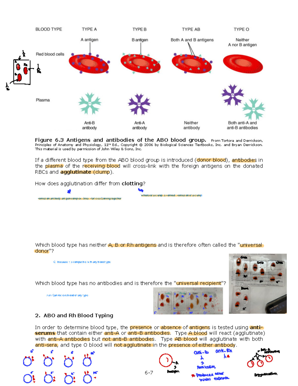 LAB 6 Blood Cells 2 Lab 6 Answer key 6 Figure 6 Antigens and