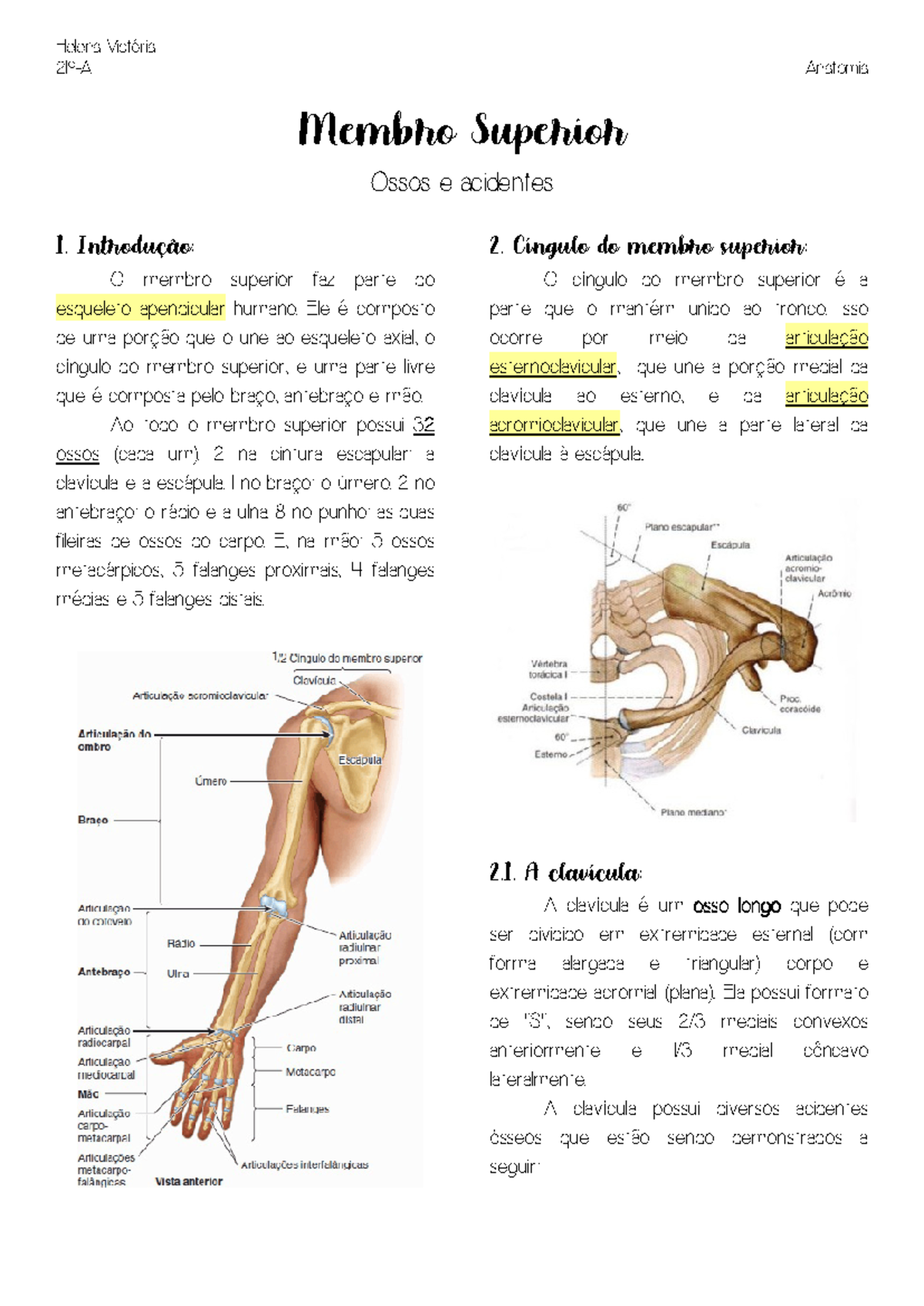 Resumo Membro Superior Ossos - 219-A Anatomia Membro Superior Ossos e ...