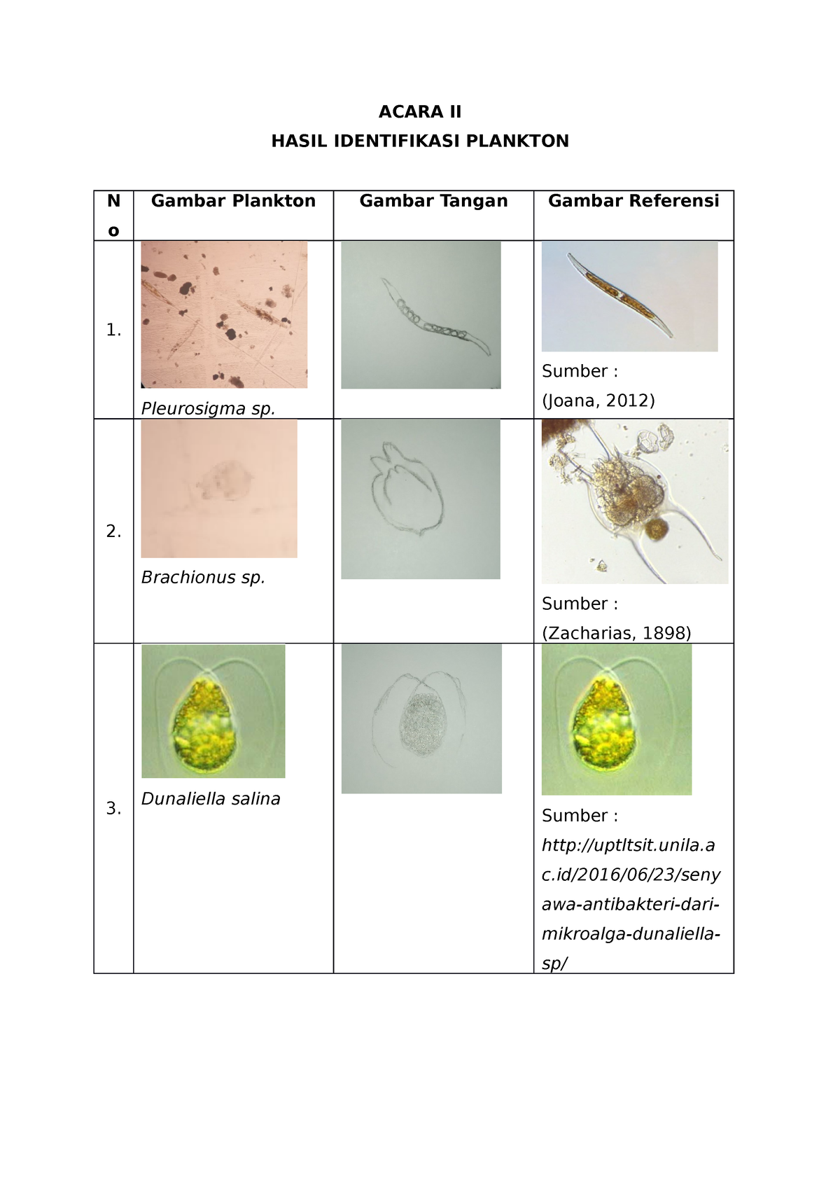 identifikasi-plankton-acara-ii-hasil-identifikasi-plankton-n-o-gambar