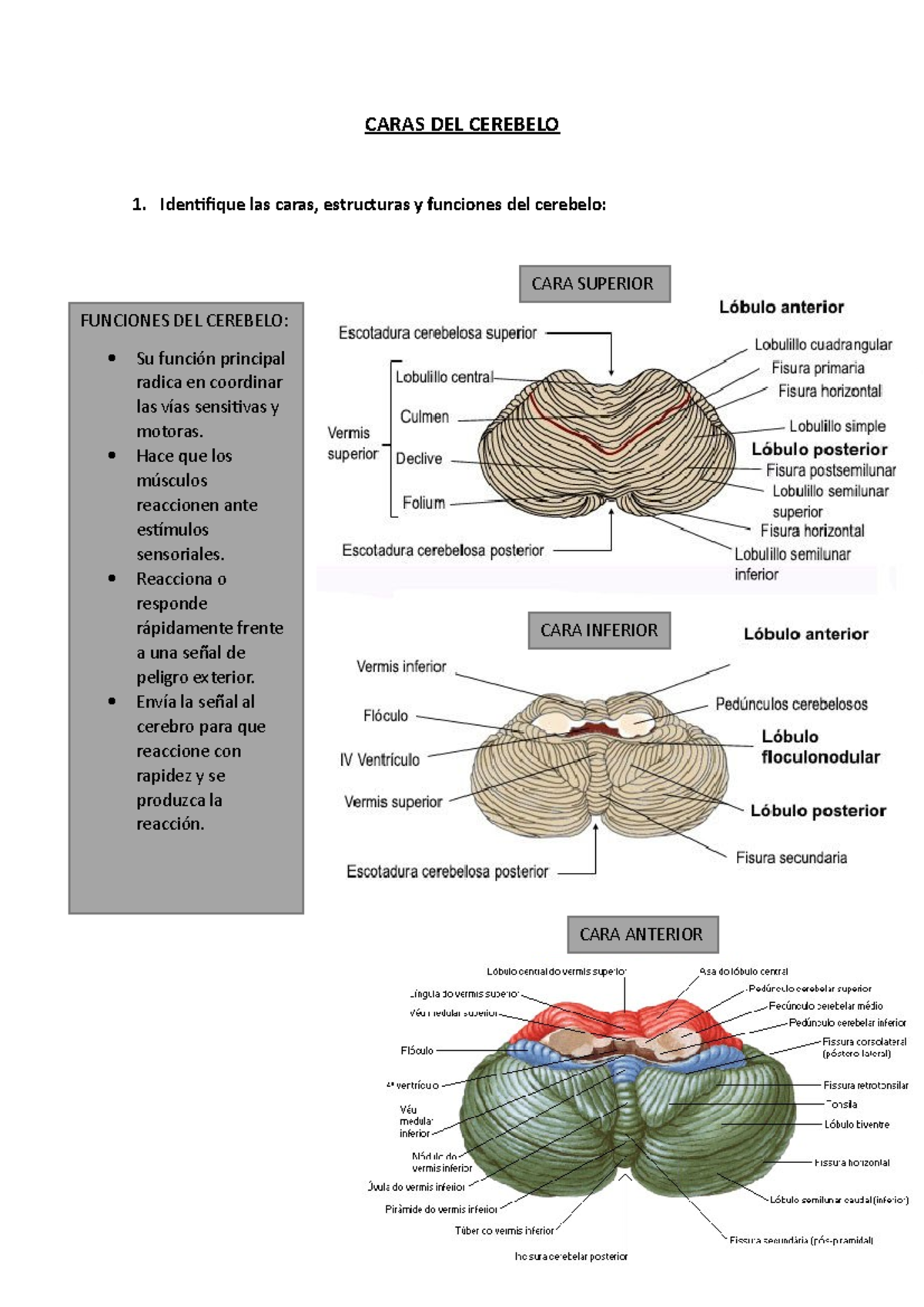 Caras DEL Cerebelo - CARAS DEL CEREBELO 1. Identifique Las Caras ...