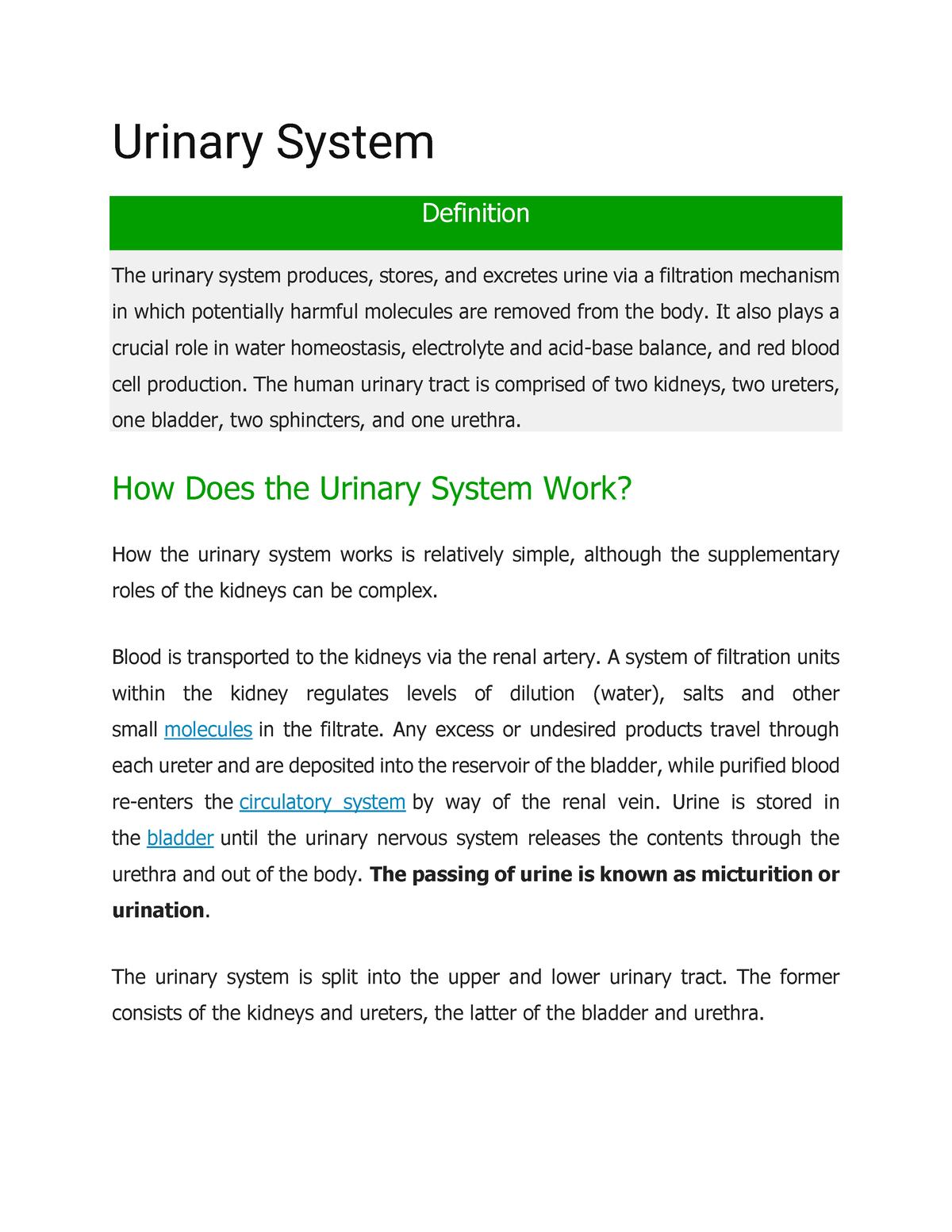 urinary system essay introduction