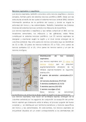 nervios torácicos