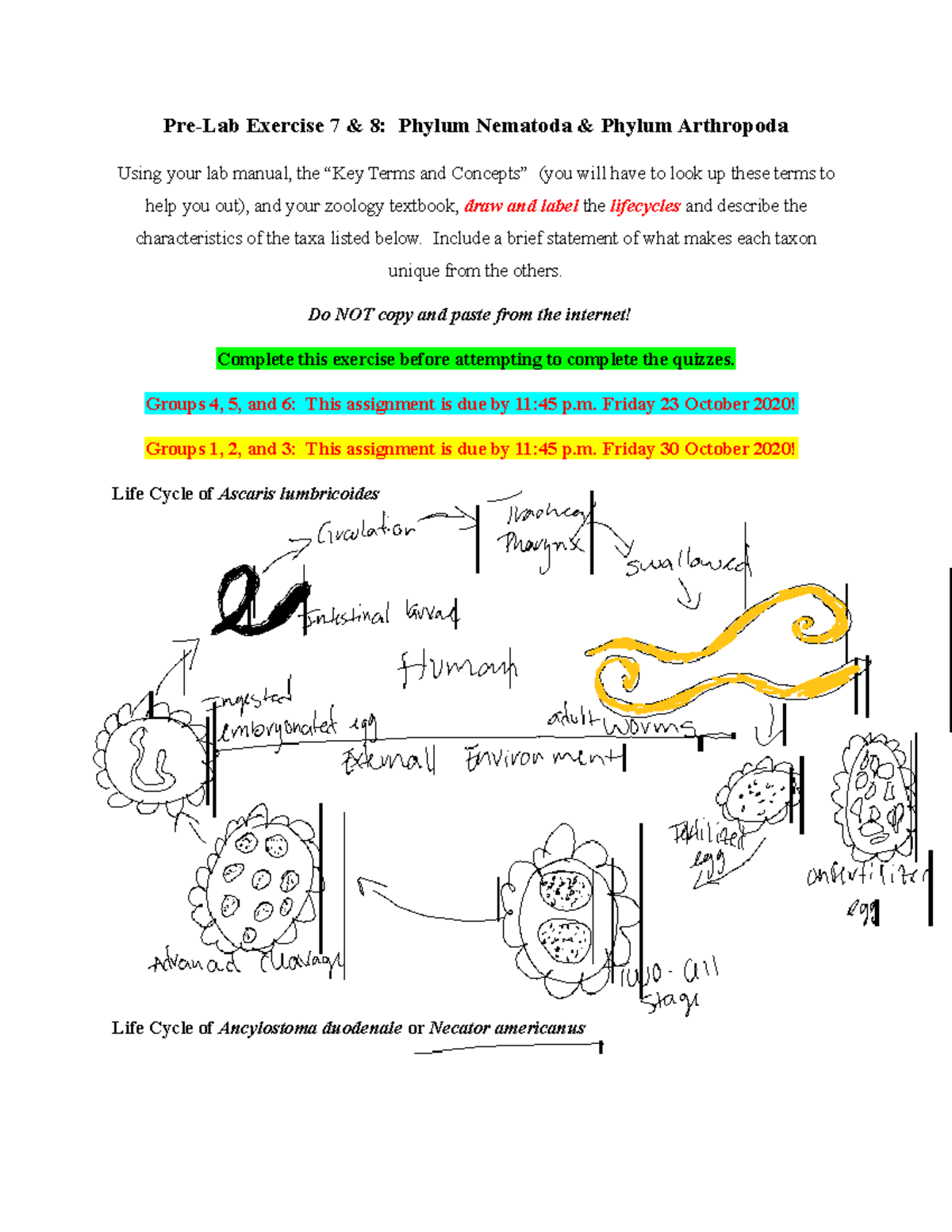 Pre-Lab for Nematoda and Arthropoda - Pre-Lab Exercise 7 & 8: Phylum ...