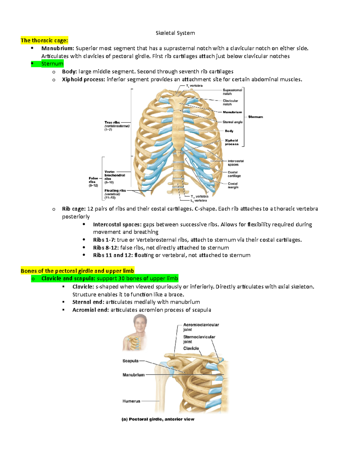 Skeletal System - Lecture notes 8 - Skeletal System The thoracic cage ...