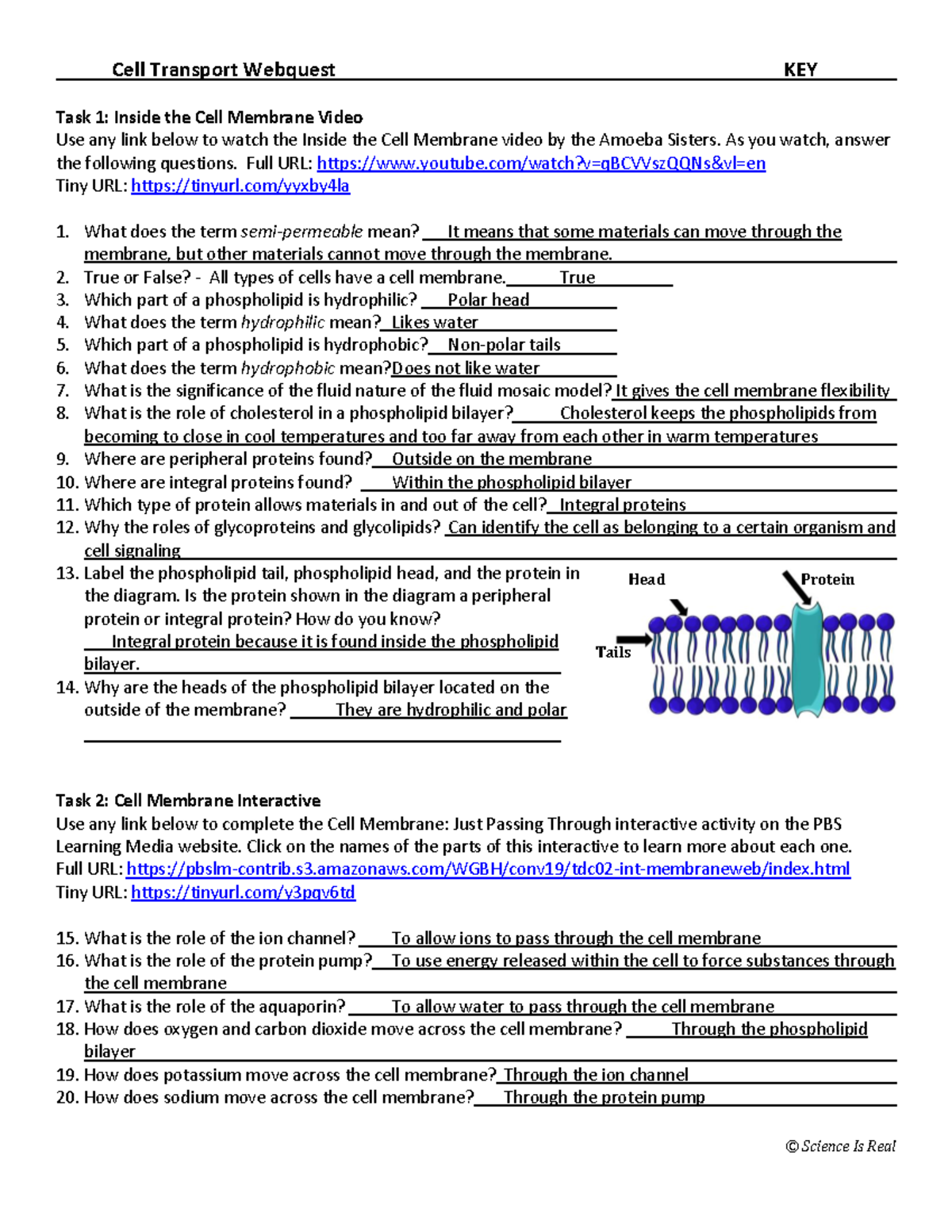 Cell Membrane And Cell Transport Webquest Answer Key Cell Transport Webquest KEY Task 1 