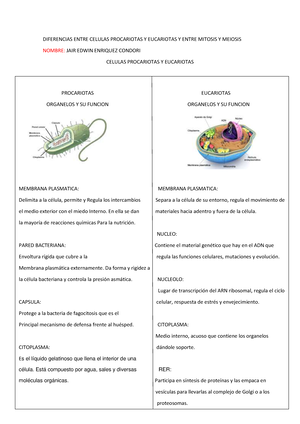 Diferencia Entre Célula Eucariota Y Procariota - Procariota Eucariota ...