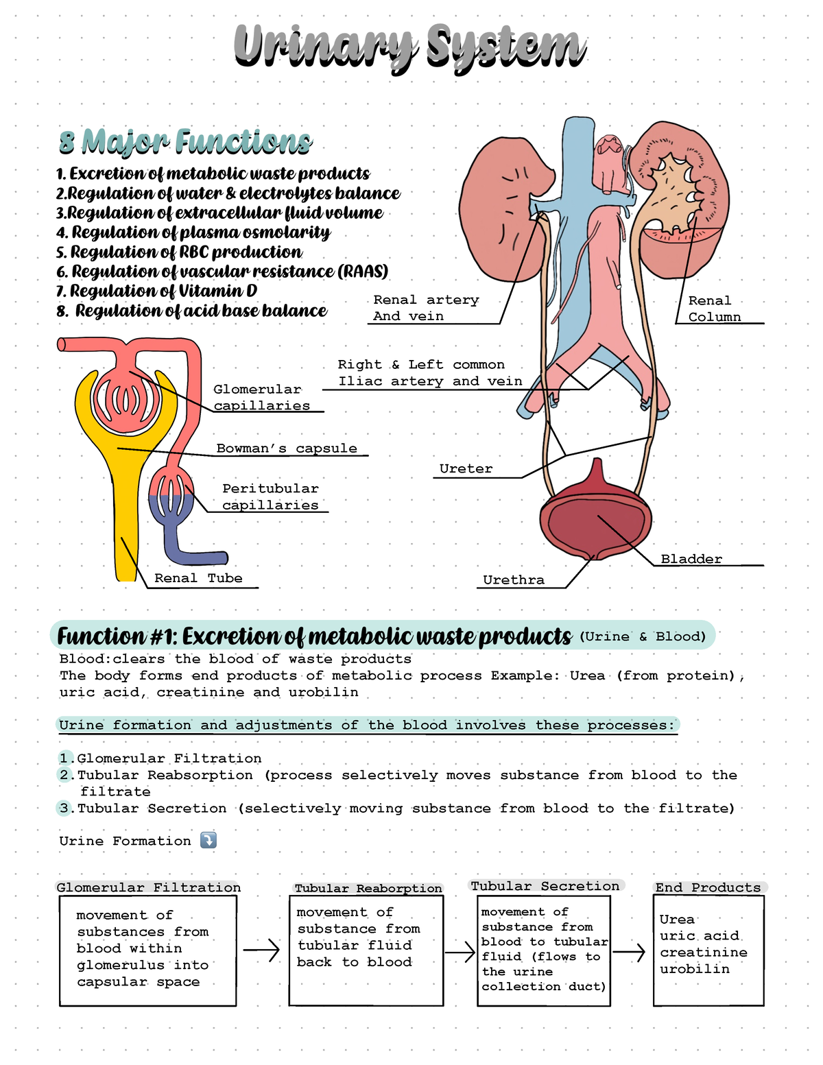 Human Anatomy Urinary System Notes - Bladder Urethra Ureter Renal ...