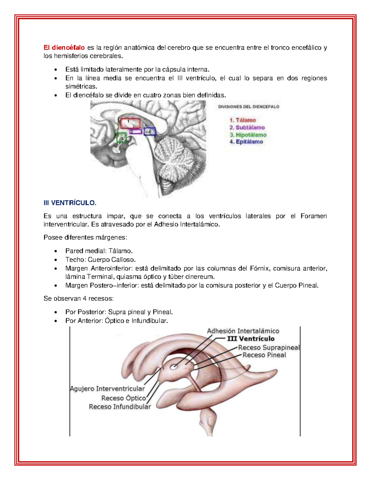 Talamo - El diencéfalo es la región anatómica del cerebro que se ...