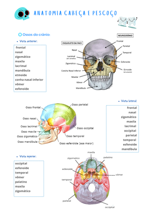 Mandíbula - Vista Medial  Anatomia dos ossos, Anatomia cabeça e pescoço,  Crânio anatomia