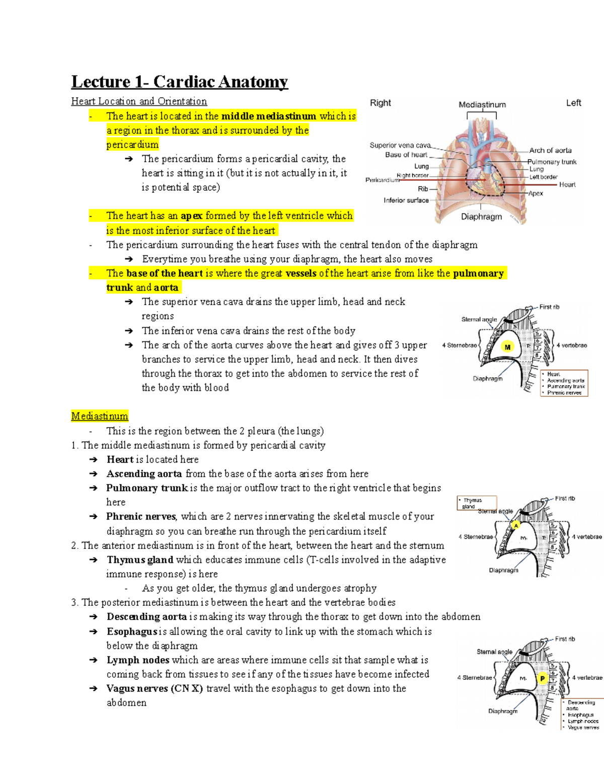 Lecture 1- Cardiac Anatomy - Lecture 1- Cardiac Anatomy Heart Location ...