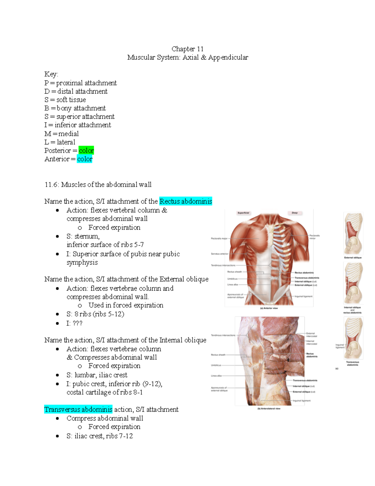 Muscular System Ch Chapter Muscular System Axial