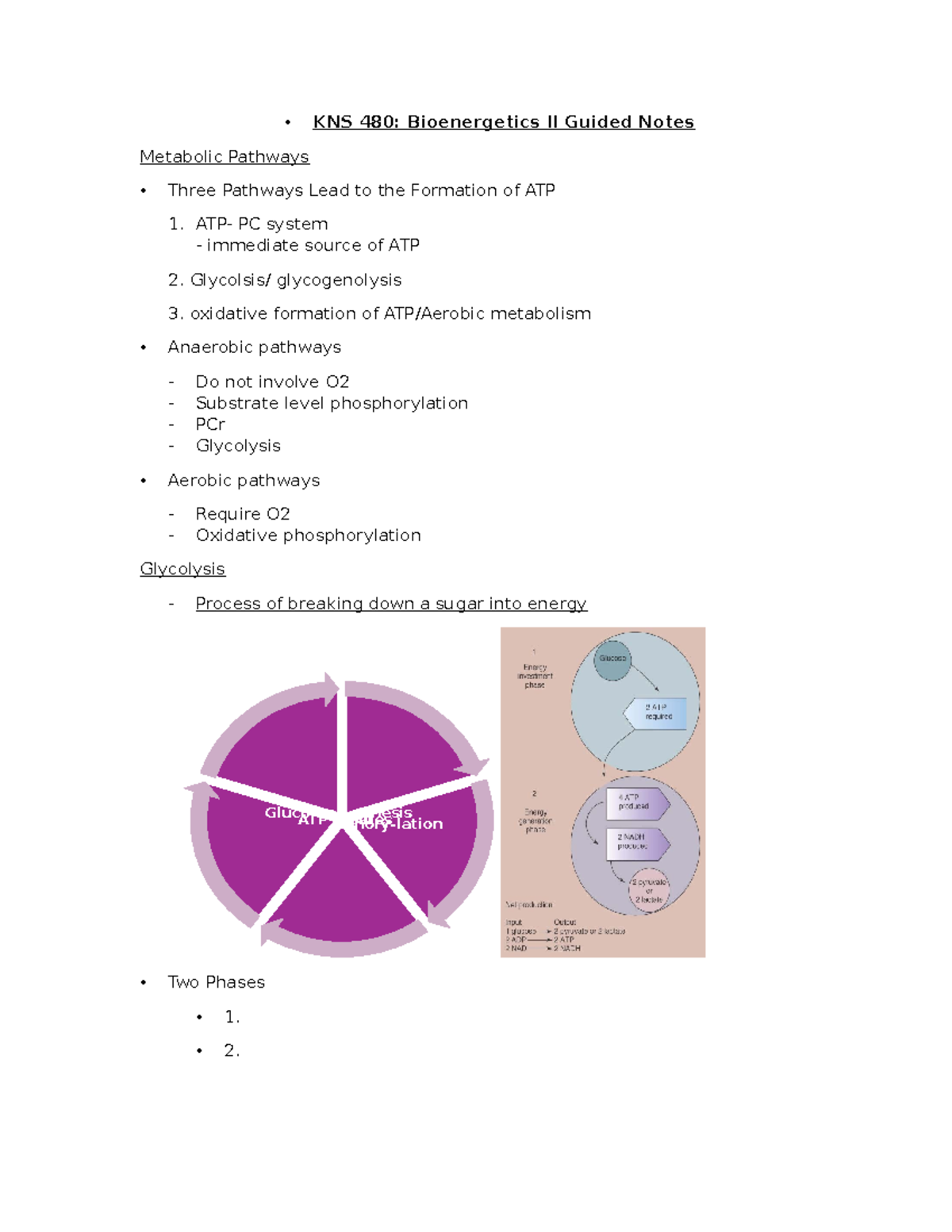 KNS 480 Bioenergetics - Introduction notes - KNS 480: Bioenergetics II ...