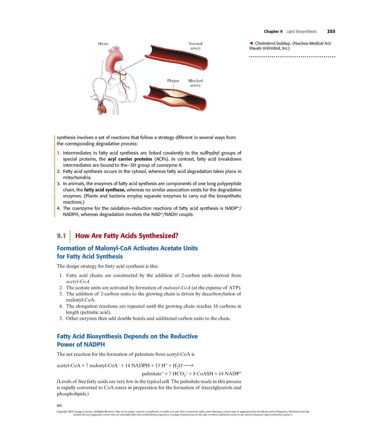 Biochemistry (2)-99 - Chapter 9 Lipid Biosynthesis 253 NEL synthesis ...