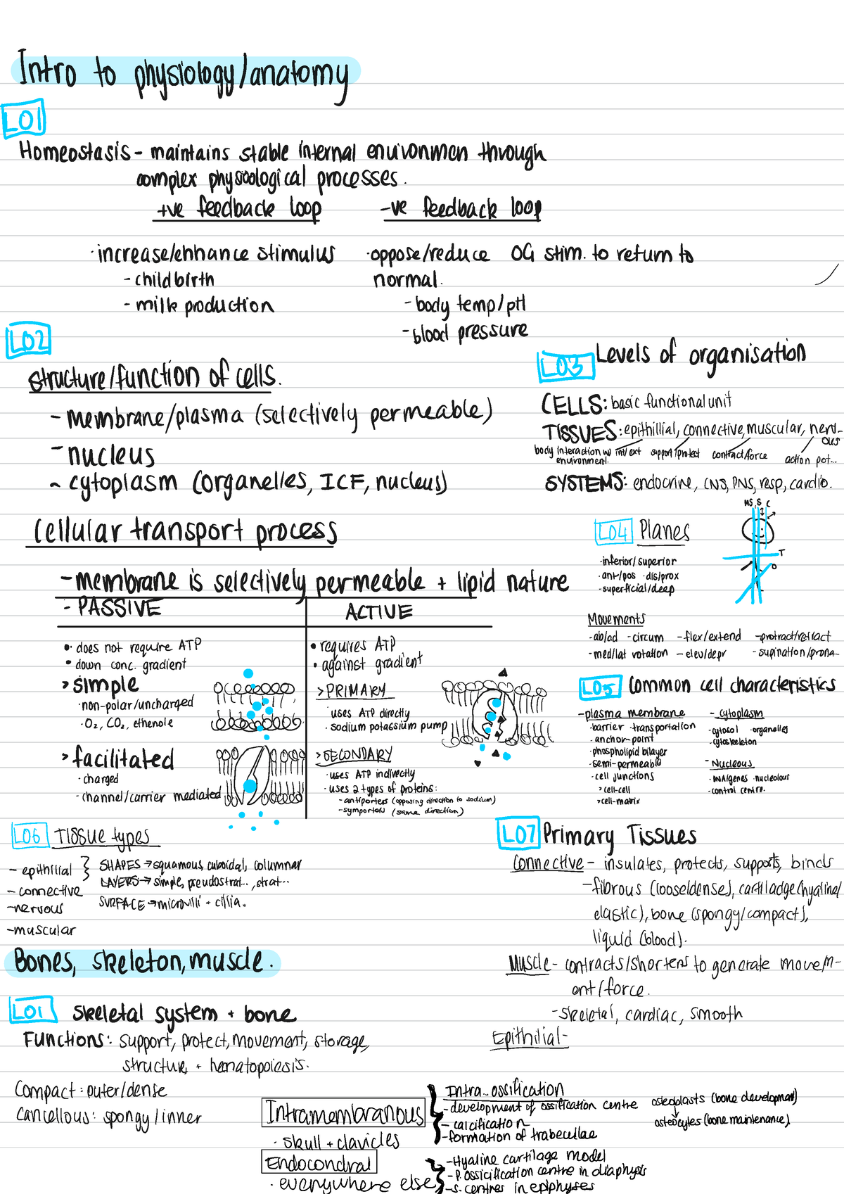 Anatomy & Physiology Study Notes:Objectives S1 - Intro to physiology ...