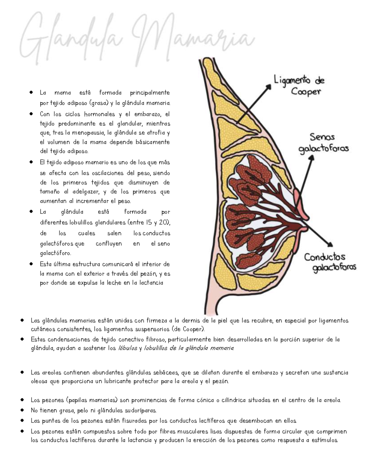 Glandula Mamaria Notas - Endocrinología - UANL - Studocu