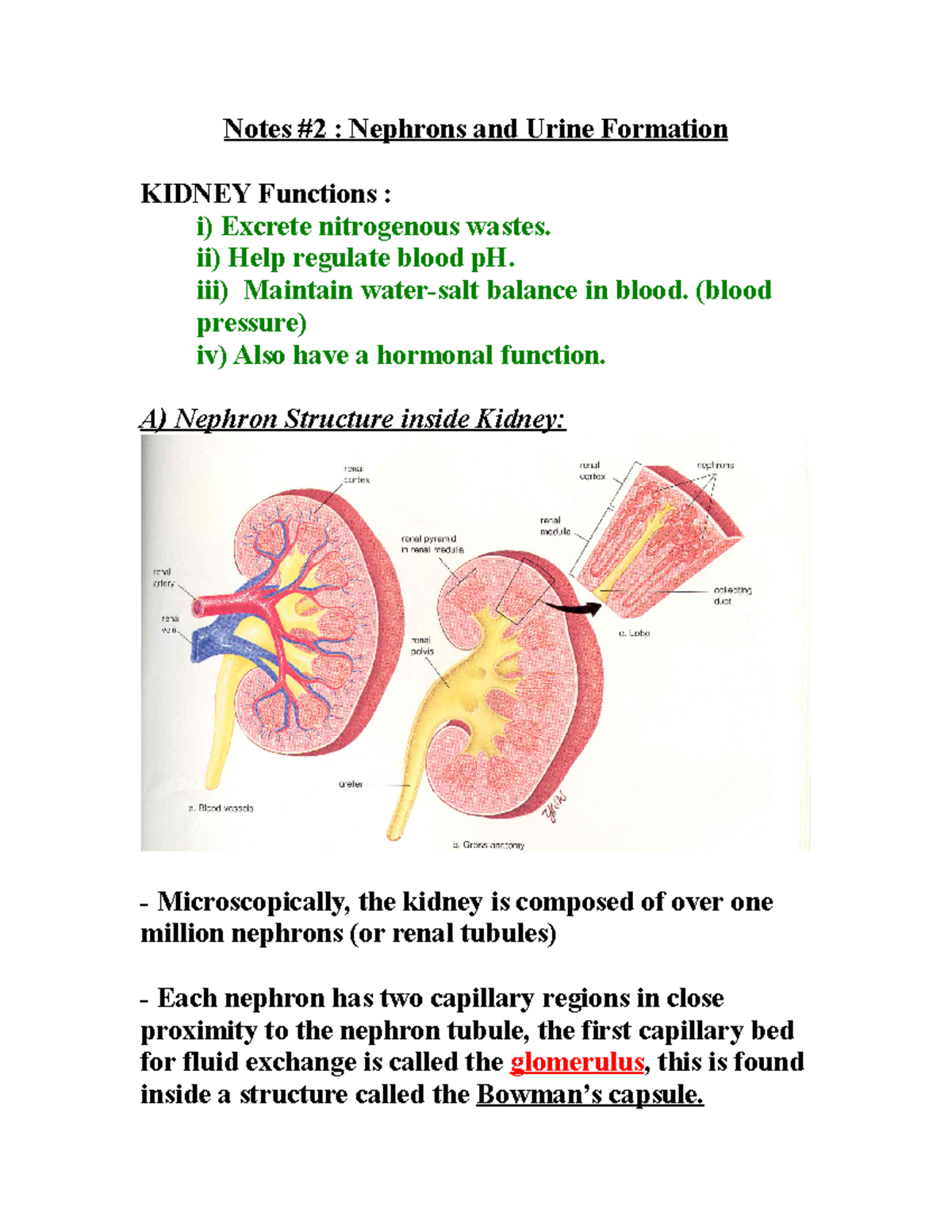 2 Nephrons and Urine ii) Help regulate blood pH. iii) Maintain water